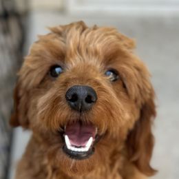 Tru - Goldendoodle
