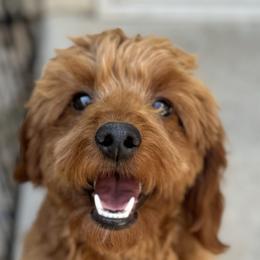 Tru - Goldendoodle