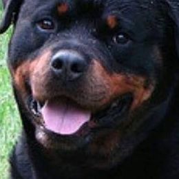 Rottweilers from Hilburgs Rottweilers