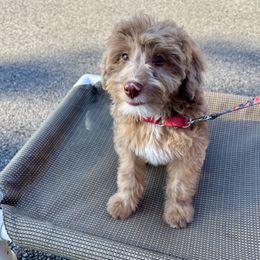 Snooki - female Aussiedoodle puppy in Atlanta, Georgia from ADreamcatchers Doodles