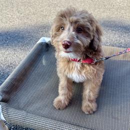 Snooki - female Aussiedoodle puppy in Atlanta, Georgia from ADreamcatchers Doodles