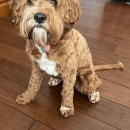Cavapoo and Poodle All Grown Up from Happy Tails Poods and Doods