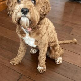 Cavapoo and Poodle All Grown Up from Happy Tails Poods and Doods