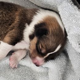 Sundance's Dewey-Drifter - Sable and white male Collie puppy in Rapid City, South Dakota from Sundance Scottish-Colleys