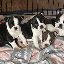 Boston Terrier and French Bulldog Puppies from Pickarts Pups Frenchton and Boston Terrier