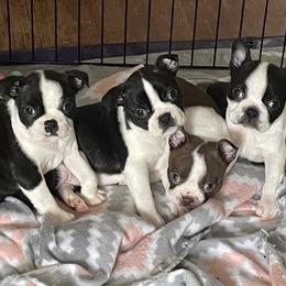 Boston Terrier and French Bulldog Puppies from Pickarts Pups Frenchton and Boston Terrier