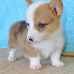 Australian Cattle Dog and Pembroke Welsh Corgi Puppies from Heelers in Texas