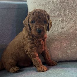 Bow (Beau) - Red  Poodle puppy in Jensen Beach, Florida from Pineapple Poodles