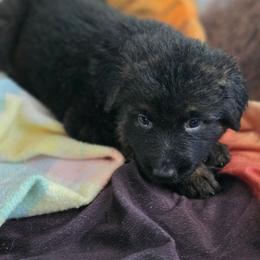 Female 3 - Black and tan female German Shepherd puppy in Leon, West Virginia from Heart2Heart Kennels