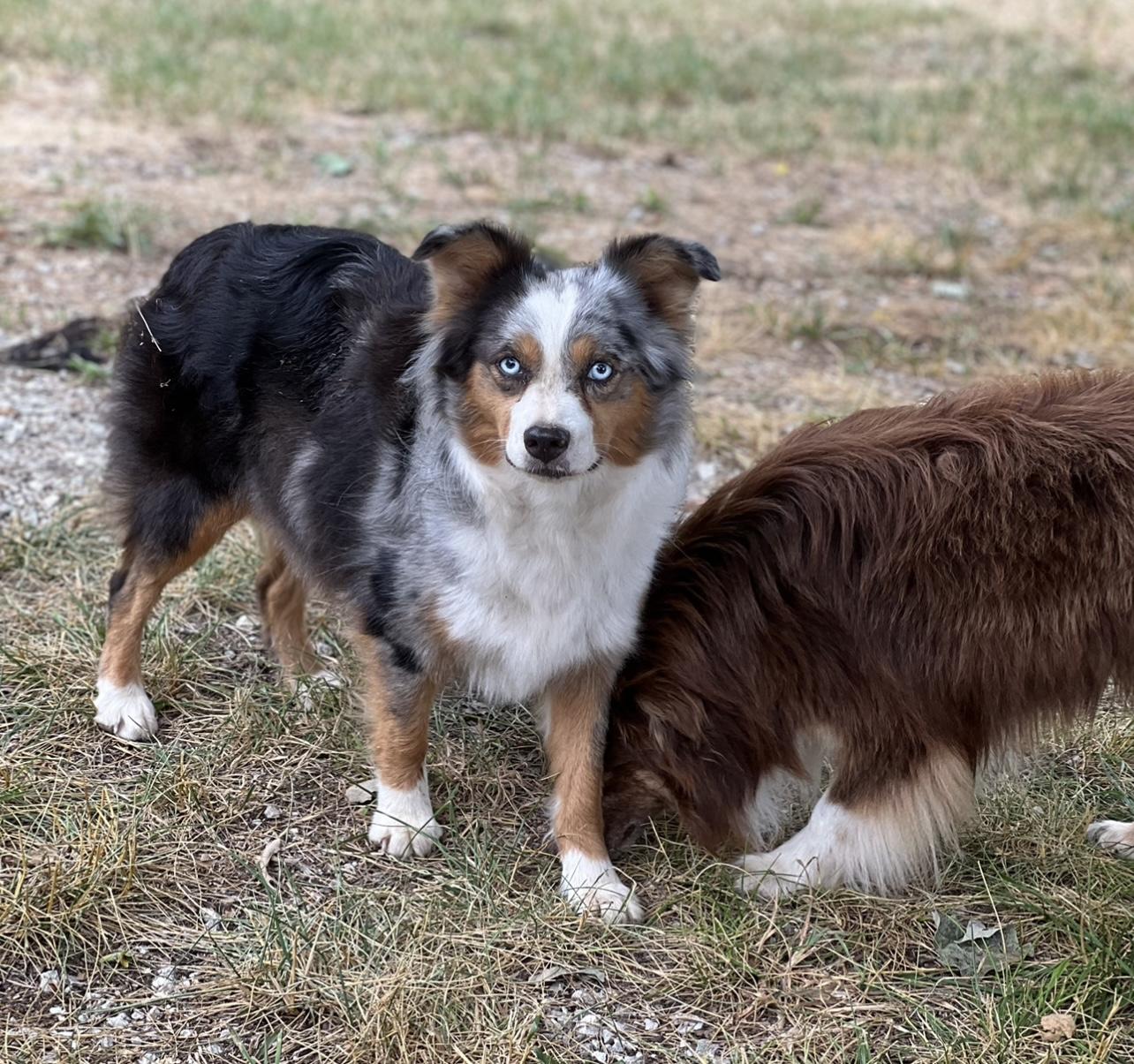 Shepperd Dogs Ranch Misty View Ranch in Missouri | Miniature Australian Shepherd puppies ...