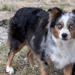 Miniature Australian Shepherds from Misty View Ranch