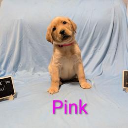 Pink - Yellow female Labrador Retriever puppy in Parma, Idaho from Campbell Valley Labradors