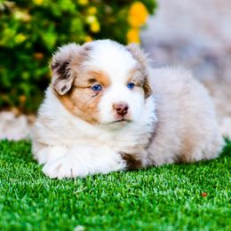 Miniature Australian Shepherd Puppies from Rockin D Mini Aussies