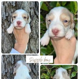 Chance - Dapple male Dachshund puppy in Georgia from Hamsley Doxies and More