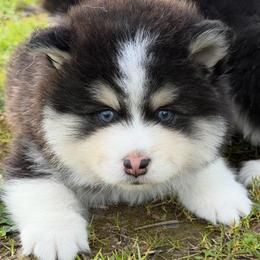 Bobo - Black and white male Pomsky puppy in Mc Minnville, Oregon from West Coast Pomskies