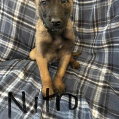 Nitro - Fawn male Belgian Malinois puppy in Alger, Michigan from Aspen’s Edge Kennel