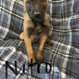 Nitro - Fawn male Belgian Malinois puppy in Alger, Michigan from Aspen’s Edge Kennel