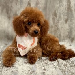Nyx - Red  female Poodle puppy in Belleville, New Jersey from TK Poodles