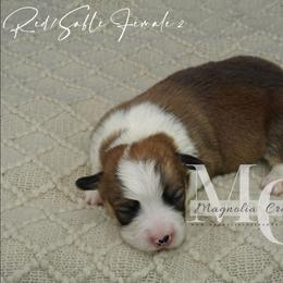 Cadence (RedSable 2) Fluff - Red female Pembroke Welsh Corgi puppy in Straughn, Alabama from Magnolia Creek Corgis