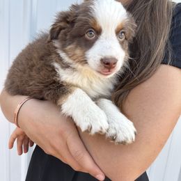 Miniature Australian Shepherd Puppies from Reeds Cattle Co.