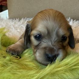 Puppy 3 - Cream male Dachshund puppy in Perryville, Maryland from Heavenly Heritage Dachshunds and Doods