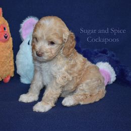 Bryn - Cream female Cockapoo puppy in Hopkins, South Carolina from Sugar and Spice Cockapoos