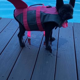 French Bulldog Puppies from Bleu Rock French Bulldogs