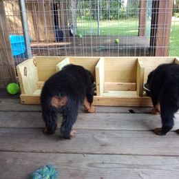 Rottweiler Puppies from Vom Jobaer Rottweilers