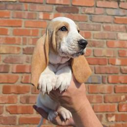 Odette - Lemon and white female Basset Hound puppy in Bellaire, Ohio from Blessed Bassets
