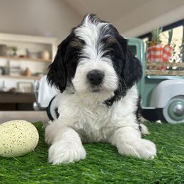 Girl 5 Orange collar - Black and white Bernedoodle puppy in Indiahoma, Oklahoma from Farm Fresh Doodles