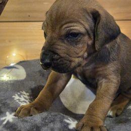 Nicholas - Rd whtn blk nose male Rhodesian Ridgeback puppy in Gaffney, South Carolina from Circle D Farms