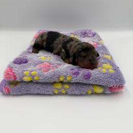 Peaches - Dapple female Dachshund puppy in Chandler, Arizona from KCK9 Dachshunds