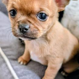 Velvet - Red female Chihuahua puppy in Leominster, Massachusetts from House of Lil  Paw