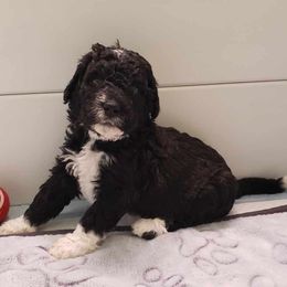 Bernedoodle Puppies from BellaDoodles