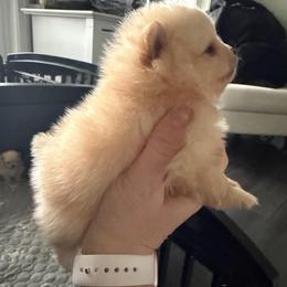 Female- light pink - Cream sable parti female Pomeranian puppy in Cheektowaga, New York from Buffalo Pomeranians 716