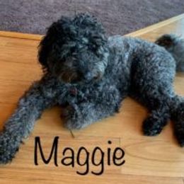 Maggie - Australian Labradoodle
