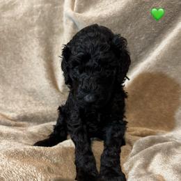 Magnolia - Black female Poodle puppy in Breckenridge, Texas from Cates Standard Poodles