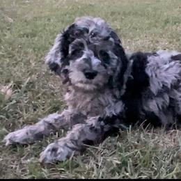Golden Aussiedoodle and Goldendoodle Puppies from Law Doodles of SC