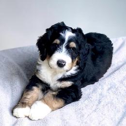 Paddy - Tri-color male Bernedoodle puppy in Huntsville, Alabama from Falcon Ridge Doodles