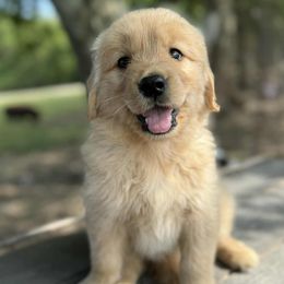 Pink Girl - Golden female Golden Retriever puppy in Trenton, Texas from Scout's Legacy Golden Retrievers