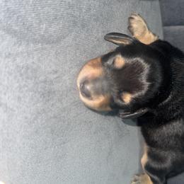 Krystal - Black and cream female Dachshund puppy in Knoxville, Tennessee from East TN Dachshunds