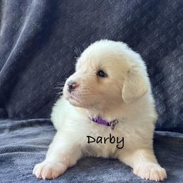 Darby - White female Great Pyrenees puppy in Murfreesboro, Tennessee from Storybook Tails Farm