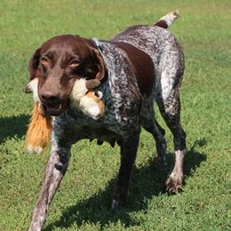 River - German Shorthaired Pointer
