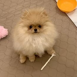 Pomeranian Puppies from Halo Poms