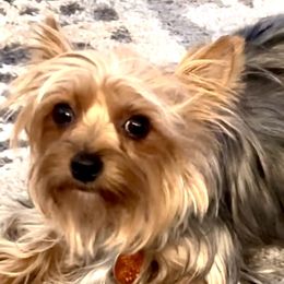 Molly - Yorkshire Terrier