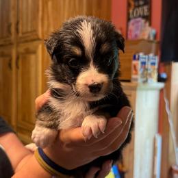 Fry - Black tri-color female Australian Shepherd puppy in Altmar, New York from E&C Australian Shepherds