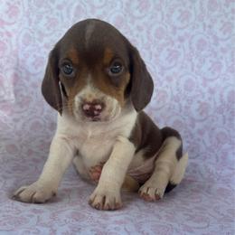 Girl 2 - Brown white and tan female Beagle puppy in Galax, Virginia from Dells  Dachshund’s