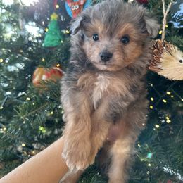 Maverick - Blue merle male Aussiedoodle puppy in Kalamazoo, Michigan from Creekside Ranch