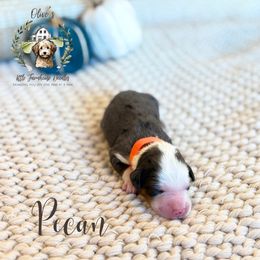 Boy 2 - male Australian Mountain Doodle puppy in Land O' Lakes, Florida from Olive’s Little Farmhouse Doodles