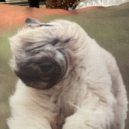 Bouvier des Flandres from Gouden Bouvier